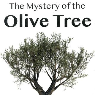 The Mystery of the Olive Tree
